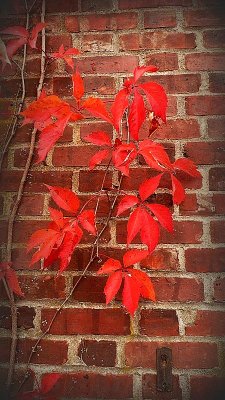 leaves and bricks2