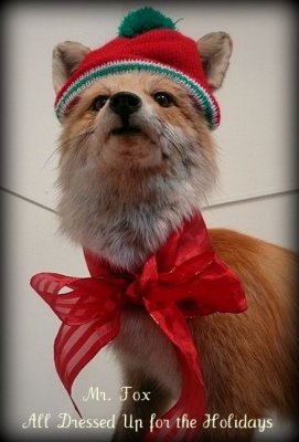 christmas fox