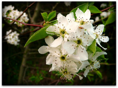 last year's blossoms