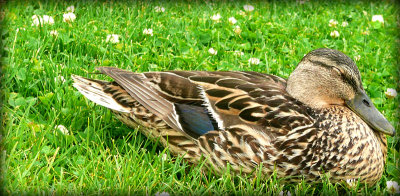 sleeping duck