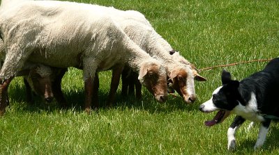 sheep and dog