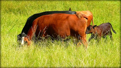 grazin in the grass