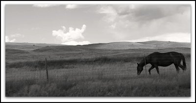 montana horse