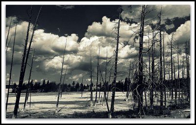  dead trees  in yellowstone