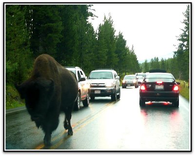 yellowstone traffic jam bison