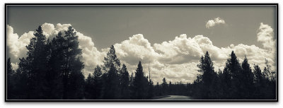 yellowstone trees and clouds