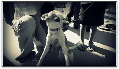 parade pooch