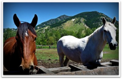 horses by the m