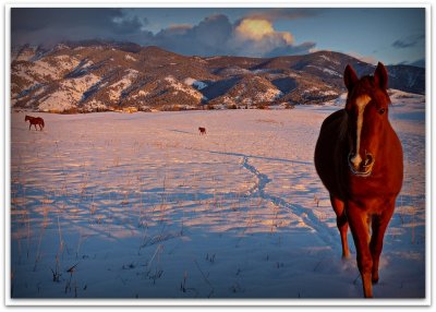 the golden hour and horses