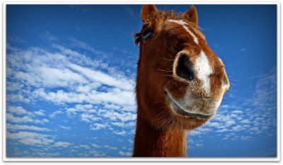 horse and sky