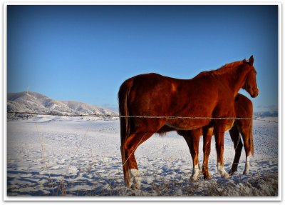 foal nursing