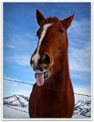 mr tongue