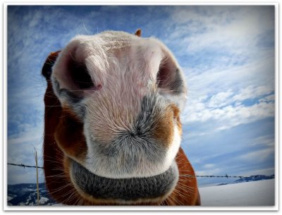 mr big nose