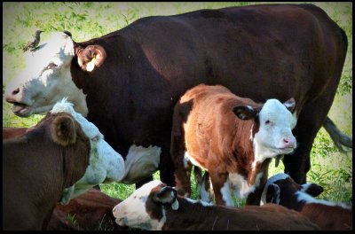 cow family.jpg