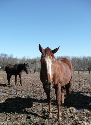 horses three