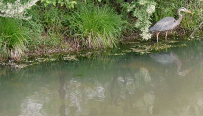 egret and reflection.