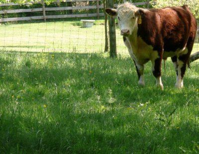 ferguson cattle.