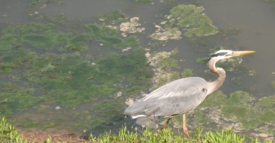 the egret gets closer