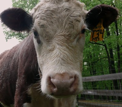 rainy day cattle