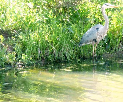 blue heron