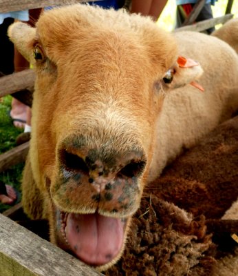 hot goat (i think)