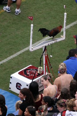 A real Gamecock