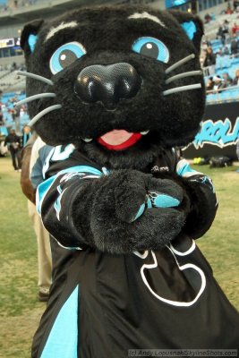 Sir-Purr - Carolina Panthers mascot
