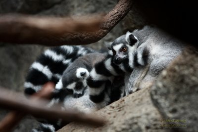 Henry Doorly Zoo - Omaha, NE