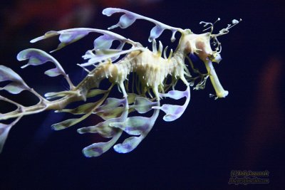 Henry Doorly Zoo - Omaha, NE