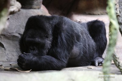 Henry Doorly Zoo - Omaha, NE