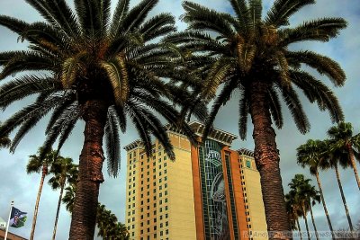 Palm trees in front of the downtown Tampa Embassy Suites