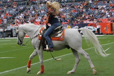 Denver Broncos horse