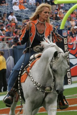 Denver Broncos horse