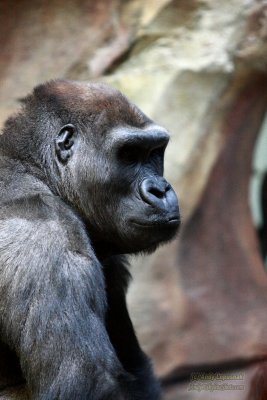 Henry Doorly Zoo - Omaha, NE