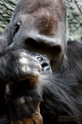 Henry Doorly Zoo - Omaha, NE