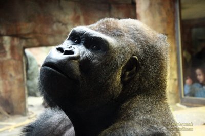 Henry Doorly Zoo - Omaha, NE