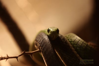 Henry Doorly Zoo - Omaha, NE