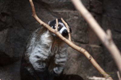 Henry Doorly Zoo - Omaha, NE