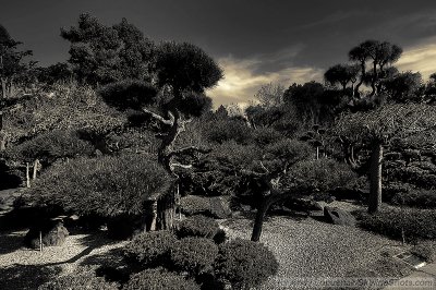 Hayward Japanese Garden