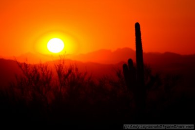 Phoenix at sunset