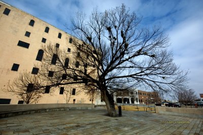 Tree that survuved the Oklahoma City Bombing Memorial