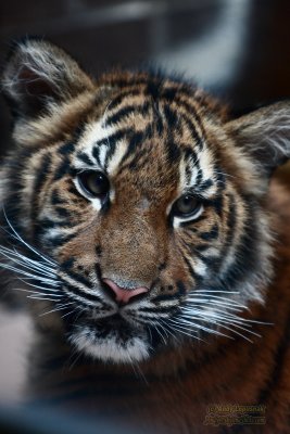 Henry Doorly Zoo - Omaha, NE