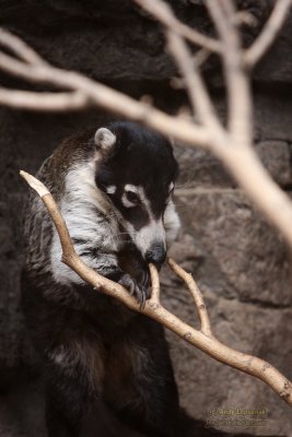 Henry Doorly Zoo - Omaha, NE