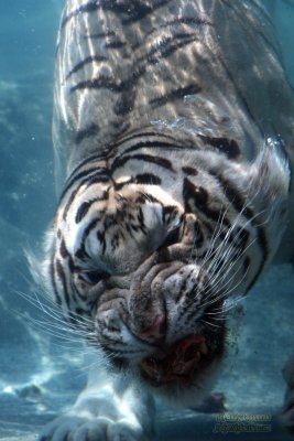 Odin the diving tiger