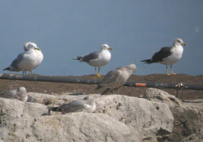 California Gull (center)