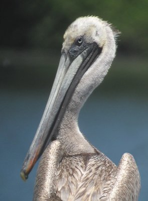 Brown Pelican in Illinois