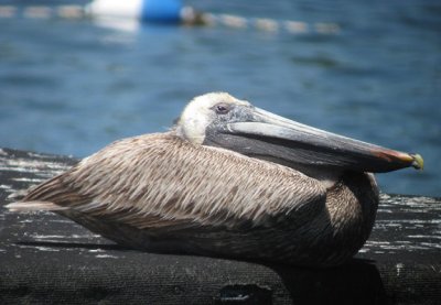 Brown Pelican in Illinois