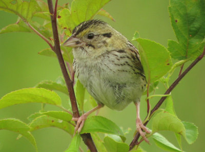 Henslow's Sparrow, probable female with brood patch