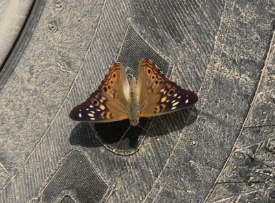 Hackberry Emperor on my car tire