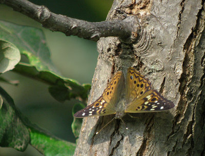 Hackberry Emperor